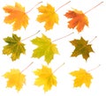 Set of different colours maple leaves isolated