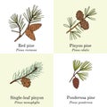 Set of different conifers branches with cones