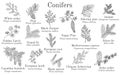 Set of different conifiers branches with cones