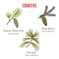 Set of different conifiers branches with cones