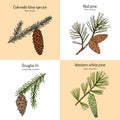 Set of different conifiers branches with cones