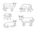 Set of different cows in outlines - vector illustration