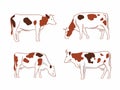 A set of different cows. Spotted cows graze. Vector graphics for packaging