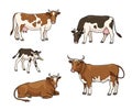 Set of different cows - vector illustration