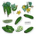 Set of different cucumber, on branch, flowering. Cuke slices, cut along, top view, from side. Colorful vector hand drawn Royalty Free Stock Photo