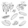 Set of different cucumber, on branch, flowering. Cuke slices, cut along, top view, from side. Contour vector hand drawn