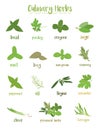 Set of 15 different culinary herbs in cartoon style.