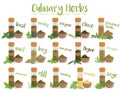 Set of 15 different culinary herbs in cartoon style. Vector Illustration