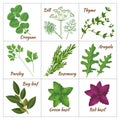 Set of different culinary herbs or medicinal, curative aromatic herbs and spices Royalty Free Stock Photo