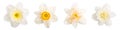 Set of different daffodil flowers isolated on white background. Element for your design, mockup Royalty Free Stock Photo