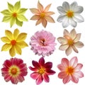 Set of different dahlias