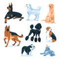 set of different dogs. Breeding of pets, adoption, sale Royalty Free Stock Photo