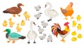 Set of different domestic birds. Geese, chickens, swans. Cubs and adults. Rooster, ducklings, and others. Vector flat