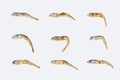 Set of different dried japanese anchovies on white background.