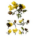 Set of different elements of flowering branches of the cochlospermum tree with yellow flower buds and leaves