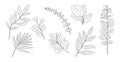 Set of Different Eucalyptus branch, leaves vector. Royalty Free Stock Photo