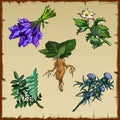 Set of different exotic flowers and Mandrake