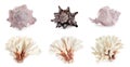 Set of different exotic sea shells and dry corals on white background. Banner design Royalty Free Stock Photo