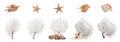 Set of different exotic sea shells, starfishes and branching corals on white background. Banner design Royalty Free Stock Photo