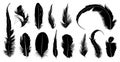 Set of different feathers