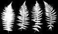 Set of different ferns Royalty Free Stock Photo