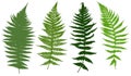 Set of different ferns Royalty Free Stock Photo