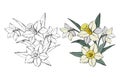 Set of different flowers bouquet white narcissus, colored and monochrome, isolated on white background, vector Royalty Free Stock Photo