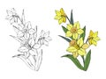 Set of different flowers bouquet narcissus, colored and monochrome, isolated on white background, vector hand-drawn