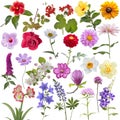 Set of different flowers on white background