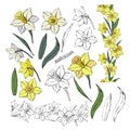 Set of different flowers narcissus and leaves, colored and monochrome, isolated on white background vector hand-drawn