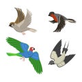 Set of different flying birds vector illustration.