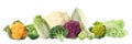 Set with fresh cabbages on background. Banner design Royalty Free Stock Photo