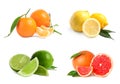 Set of different fresh ripe citrus fruits Royalty Free Stock Photo