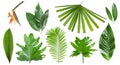 Set of different fresh tropical leaves and flower Royalty Free Stock Photo