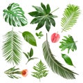 Set of different fresh tropical leaves and flowers