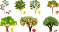 Set of different fruit trees with ripe fruits