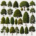 Set of different full realistic trees. Vector illustration, isolated on white background. Each tree must be spaced equally apart