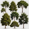 Set of different full realistic trees. Vector illustration, isolated on white background. Each tree must be spaced equally apart