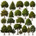 Set of different full realistic trees. Vector illustration, isolated on white background. Each tree must be spaced equally apart