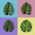 Set of different green monstera leaves isolated on colorful background. 3d vector illustration. Realistic tropical leaf Royalty Free Stock Photo
