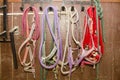 A set of different halters for horses hang on hooks, on a wall of a stall in a stable Royalty Free Stock Photo