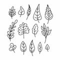 Set of different hand drawn plants leaves. Vector outline illustration drawings on white background Royalty Free Stock Photo