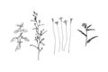 Set of different hand drawn wild plants. Outline herbs with leaves and flowers ink painting. Black isolated sketch vector on white Royalty Free Stock Photo