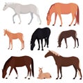 Set of different horses, various colors and poses.