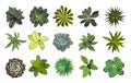 Set of different house plants top view vector. Royalty Free Stock Photo