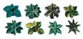 Set of different house plants top view. Vector illustrations isolated. Royalty Free Stock Photo