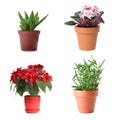 Set of different houseplants in flower pots on background Royalty Free Stock Photo