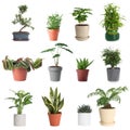 Set of different houseplants in flower pots on background Royalty Free Stock Photo