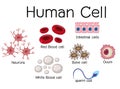 Set of different human cell