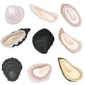 Set of different images of oysters. Vector illustration on white background. Royalty Free Stock Photo